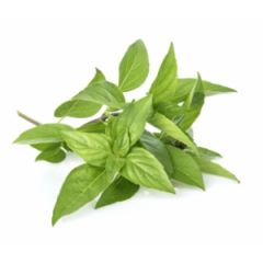 Basilic