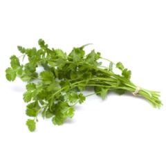 Coriandre