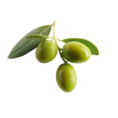 Olive Verte